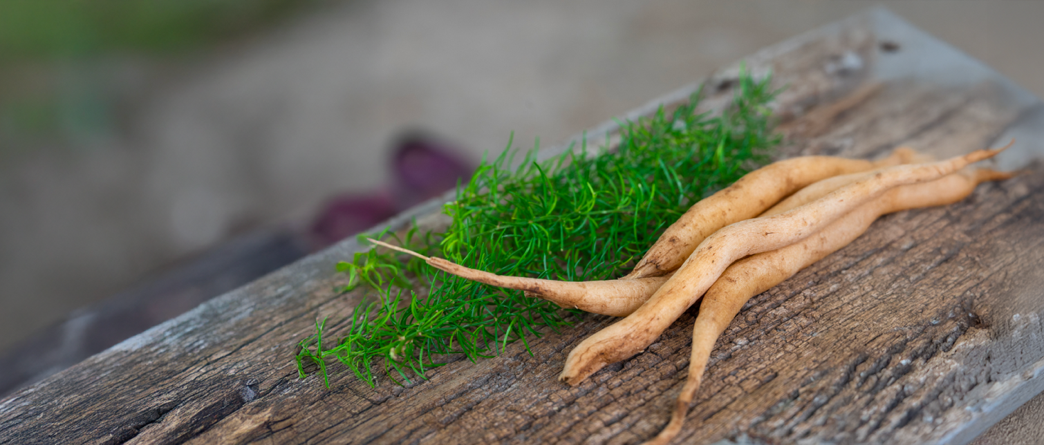 Embracing Balance: Shatavari and the Menopausal Journey