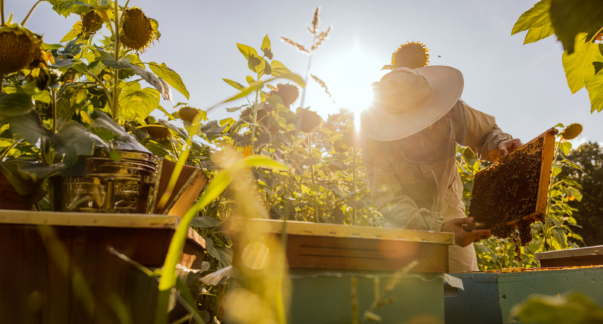 What's in Your Honey - and What's Not