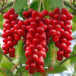 Schisandra Chinensis